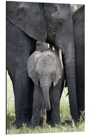 Aluminium print African Elephant with his Calf in the Forest, Tarangire National Park, Tanzania