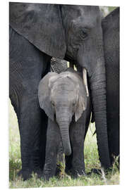 Foam board print African Elephant with his Calf in the Forest, Tarangire National Park, Tanzania