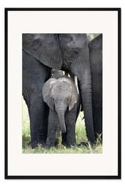 Gerahmter Kunstdruck Afrikanischer Elefant mit seinem Kalb im Wald, Tarangire Nationalpark, Tansania