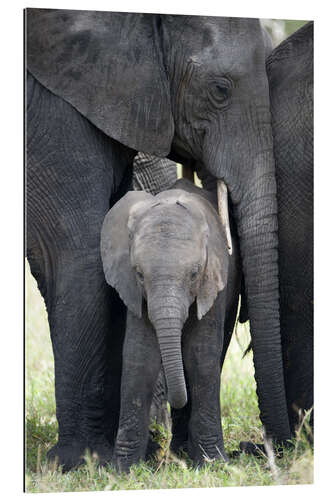 Gallery Print Afrikanischer Elefant mit seinem Kalb im Wald, Tarangire Nationalpark, Tansania