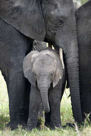 Magnettafel Afrikanischer Elefant mit seinem Kalb im Wald, Tarangire Nationalpark, Tansania