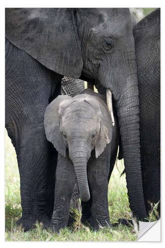 Naklejka na ścianę African Elephant with his Calf in the Forest, Tarangire National Park, Tanzania