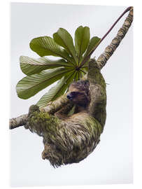 Akrylbilde Three-Toed Sloth Hanging from Tree, Sarapiqui, Costa Rica