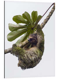 Aluminium print Three-Toed Sloth Hanging from Tree, Sarapiqui, Costa Rica