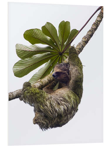 Tableau en PVC Three-Toed Sloth Hanging from Tree, Sarapiqui, Costa Rica