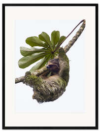 Stampa artistica con cornice Three-Toed Sloth Hanging from Tree, Sarapiqui, Costa Rica