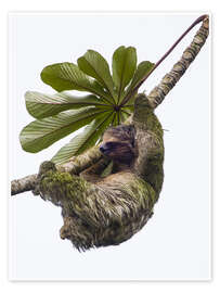 Poster Dreifinger-Faultier, das von Baum hängt, Sarapiqui, Costa Rica - Todd Gustafson