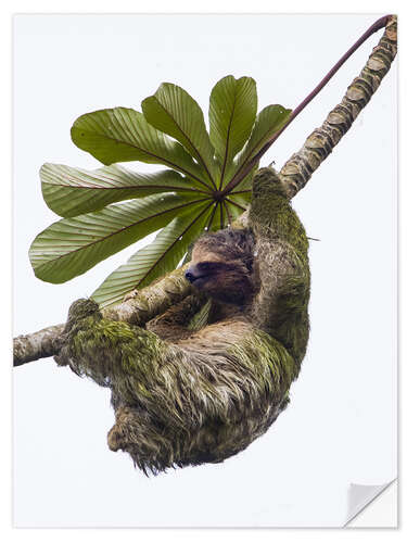 Naklejka na ścianę Three-Toed Sloth Hanging from Tree, Sarapiqui, Costa Rica