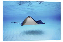 Cuadro de aluminio Close-up of a Southern Stingray, Grand Cayman, Cayman Islands