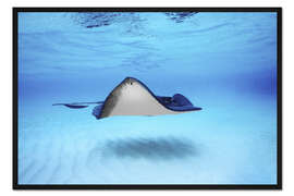 Gerahmter Kunstdruck Nahaufnahme eines südlichen Stachelrochens, Grand Cayman, Kaimaninseln