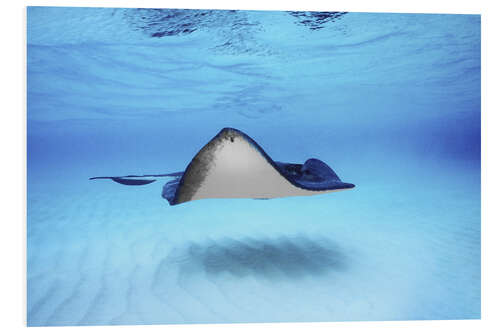 Foam board print Close-up of a Southern Stingray, Grand Cayman, Cayman Islands