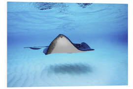 Quadro em PVC Close-up of a Southern Stingray, Grand Cayman, Cayman Islands