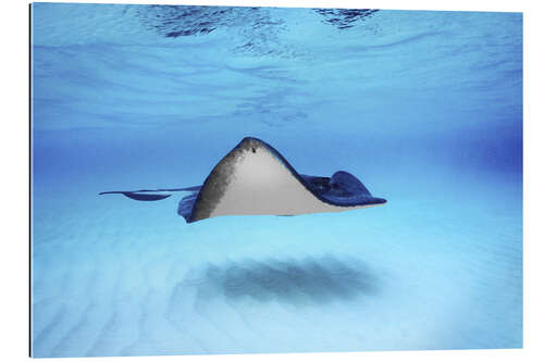 Gallery print Close-up of a Southern Stingray, Grand Cayman, Cayman Islands