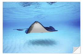 Selvklebende plakat Close-up of a Southern Stingray, Grand Cayman, Cayman Islands