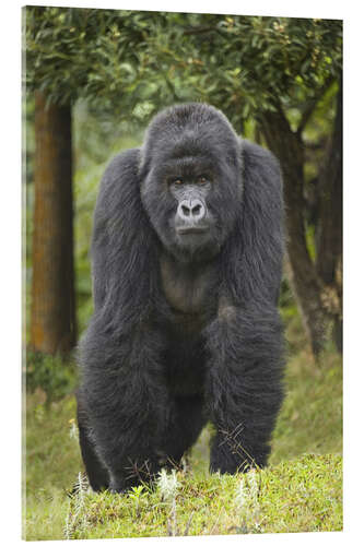 Acrylic print Mountain gorilla, Rwanda