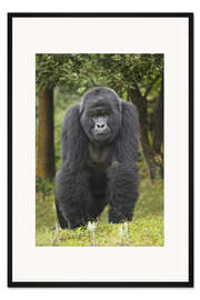 Gerahmter Kunstdruck Berggorilla, Ruanda