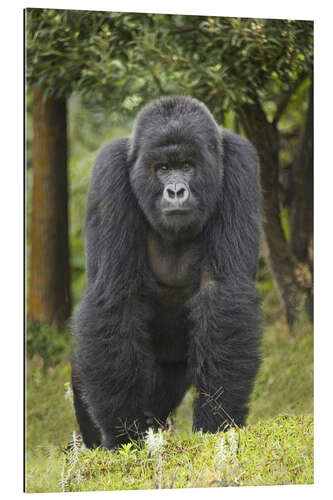 Galleritryk Mountain gorilla, Rwanda