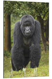 Magnettafel Berggorilla, Ruanda