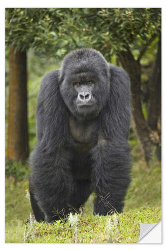 Naklejka na ścianę Mountain gorilla, Rwanda