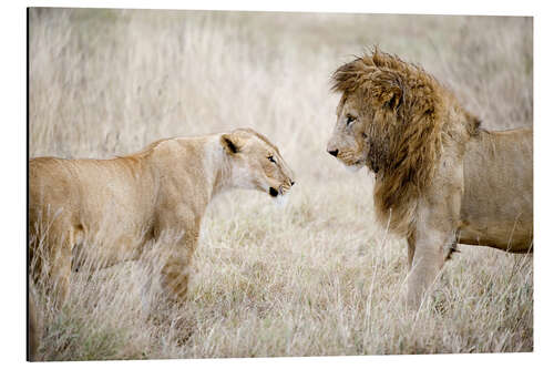 Tableau en aluminium Lioness and a lion standing face to face