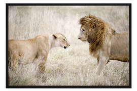 Gerahmter Kunstdruck Löwin und ein Löwe stehen sich Auge in Auge gegenüber