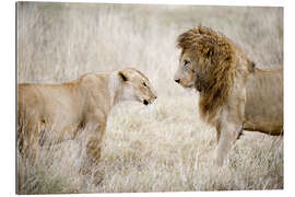 Gallery print Lioness and a lion standing face to face