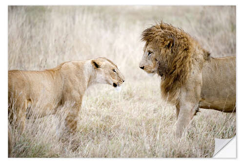 Sticker mural Lioness and a lion standing face to face