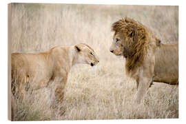 Wood print Lioness and a lion standing face to face