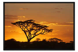 Gerahmter Kunstdruck Silhouette eines Afrikanischen Baums II