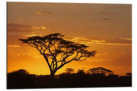 Magnettafel Silhouette eines Afrikanischen Baums II