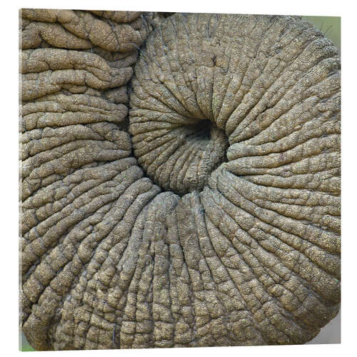 Acrylic print Close-Up of an Elephant Trunk, Tanzania