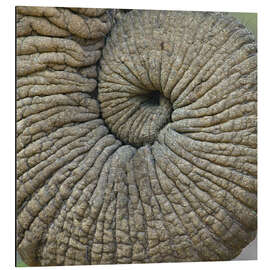 Alubild Nahaufnahme eines Elefantenrüssels, Tansania