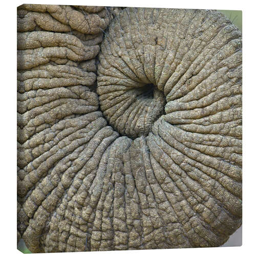 Canvas print Close-Up of an Elephant Trunk, Tanzania