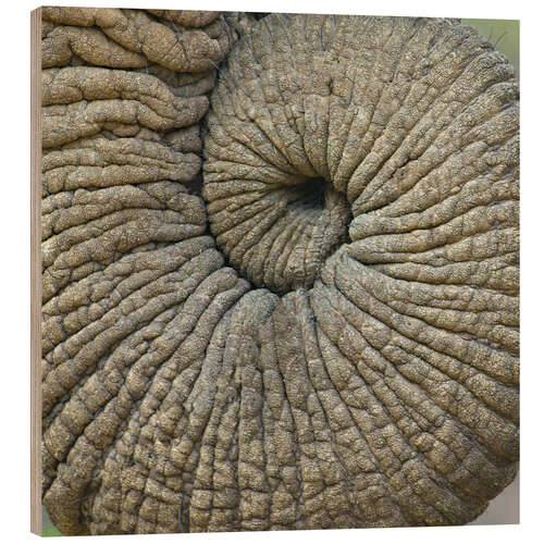 Tableau en bois Close-Up of an Elephant Trunk, Tanzania