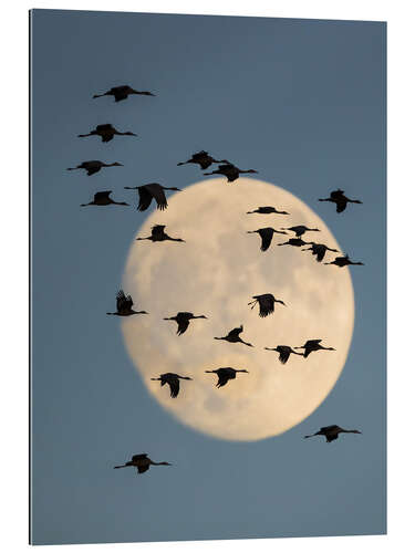 Quadro em plexi-alumínio Sandhill cranes flying against moon, New Mexico