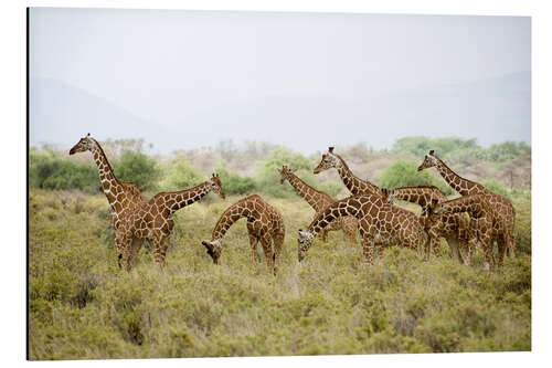 Aluminium print Reticulated giraffes grazing, Rift Valley, Kenya