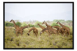 Gerahmter Kunstdruck Netzgiraffen beim Grasen, Rift Valley, Kenia