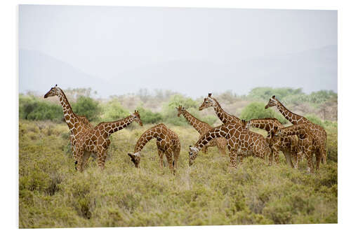 PVC print Reticulated giraffes grazing, Rift Valley, Kenya