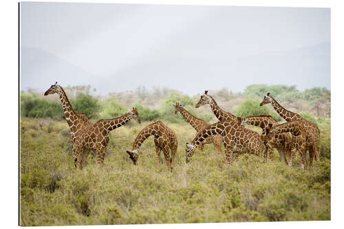 Gallery print Reticulated giraffes grazing, Rift Valley, Kenya