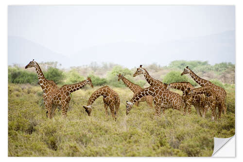 Selvklebende plakat Reticulated giraffes grazing, Rift Valley, Kenya