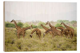 Wood print Reticulated giraffes grazing, Rift Valley, Kenya