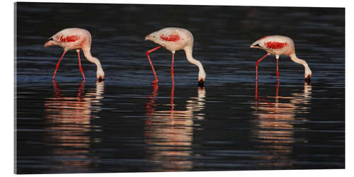 Acrylic print Lesser flamingos in water