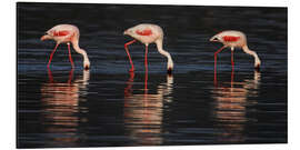 Tableau en aluminium Lesser flamingos in water