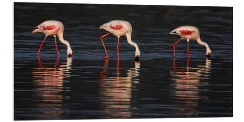 Hartschaumbild Zwergflamingos im Wasser