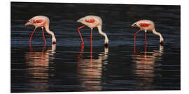 Foam board print Lesser flamingos in water