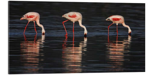 Galleritryk Lesser flamingos in water