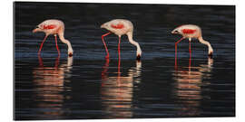 Gallery print Lesser flamingos in water