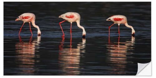 Naklejka na ścianę Lesser flamingos in water