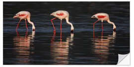 Wandsticker Zwergflamingos im Wasser