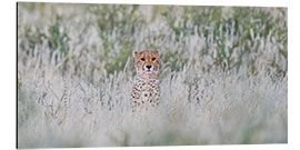 Aluminium print Cheetah in grass, Kgalagadi Transfrontier Park, Namibia